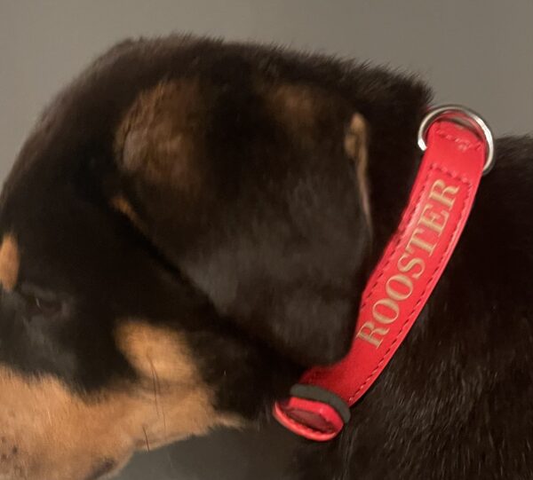 Personalized Dog Collar - Image 2